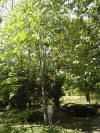 DSCN3508.JPG (633938 bytes)